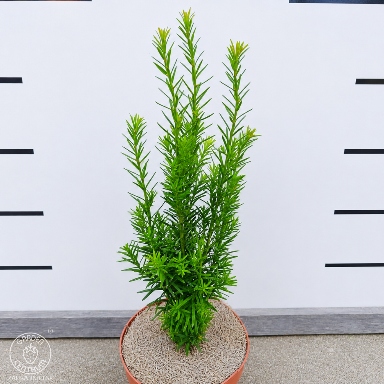 Obrázok Tis prostredný (Taxus Media) ´HICKSII´ - výška 20-40 cm, kont. C2L
